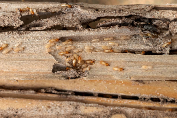 Best Cockroach Control Services  in Prosser, WA